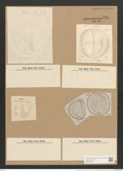 Campylodiscus samoensis Grun. (de-Toni-Nr.: Genus 57, Species 2427) Zeichnungen Sammlung Grunow Nr. 4884 (NHMW-BOT-W0373076)